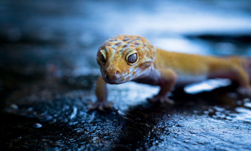 Leopard Gecko on Wet Surface