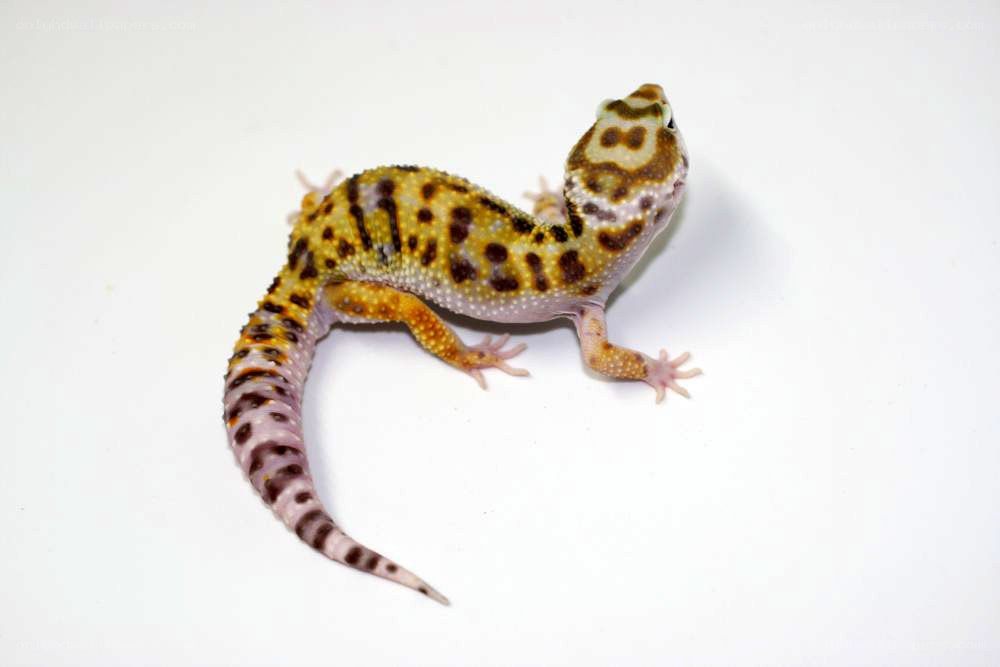 leopard gecko on white background