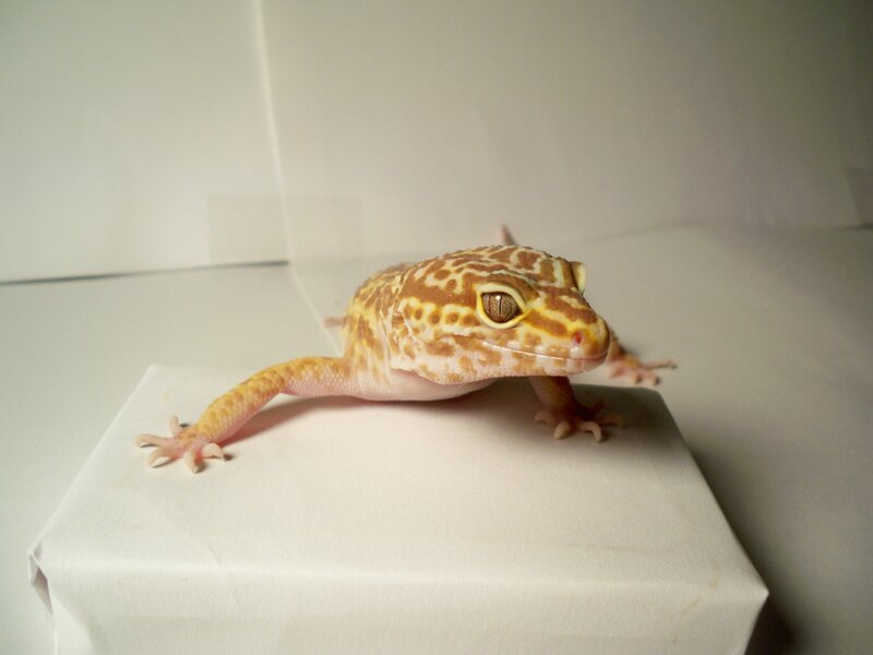 leopard gecko on white box