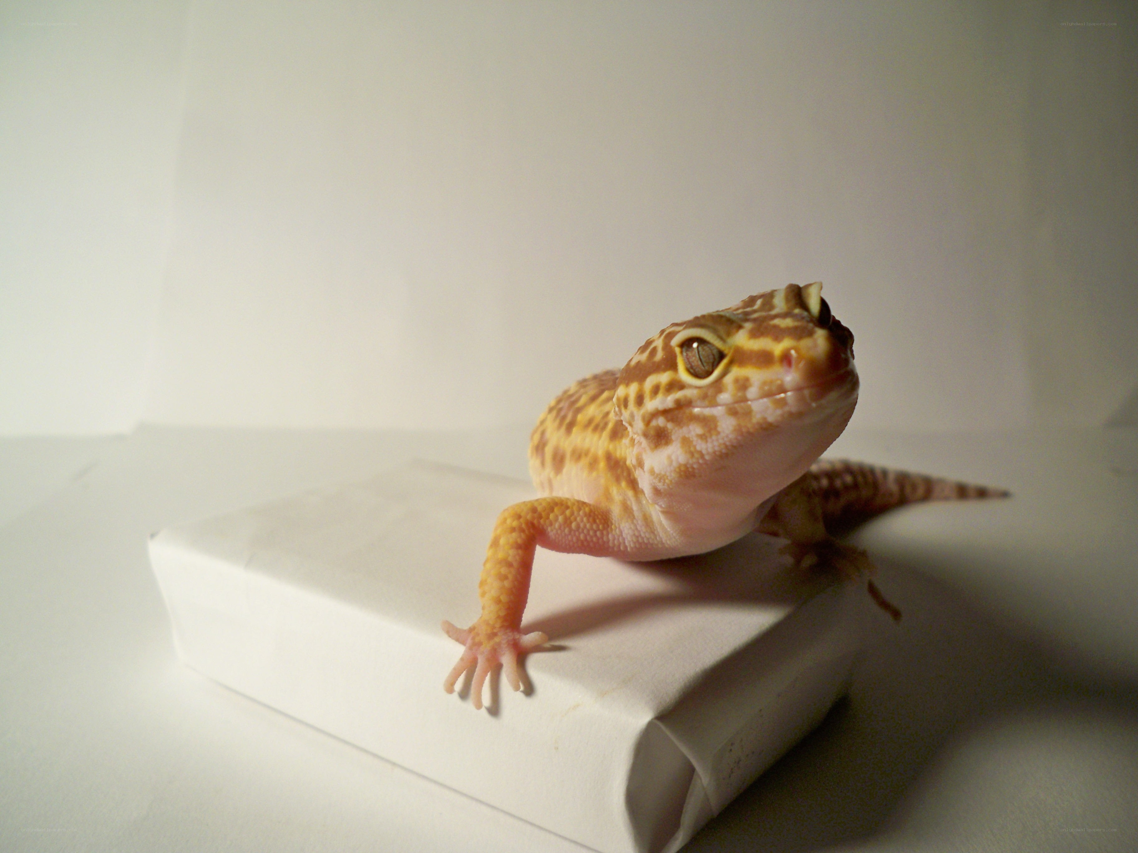 leopard gecko on white box
