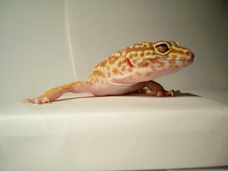 leopard gecko on white surface