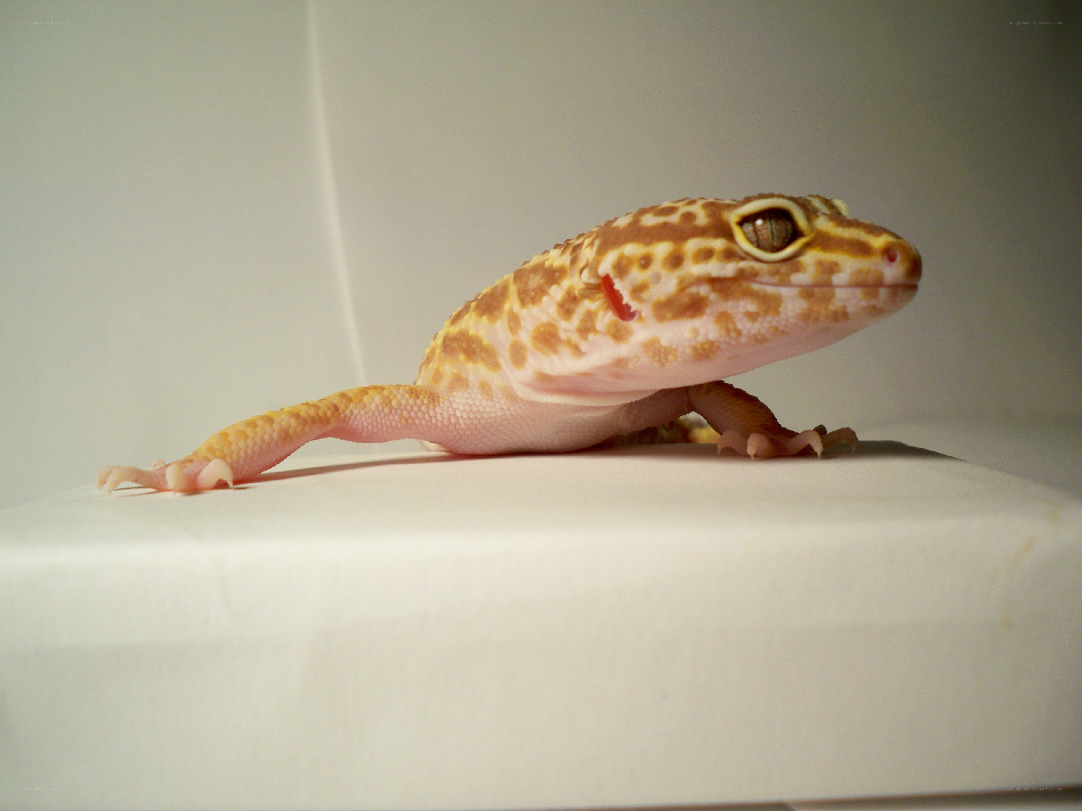leopard gecko on white surface