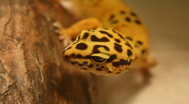 Leopard Gecko on Wood