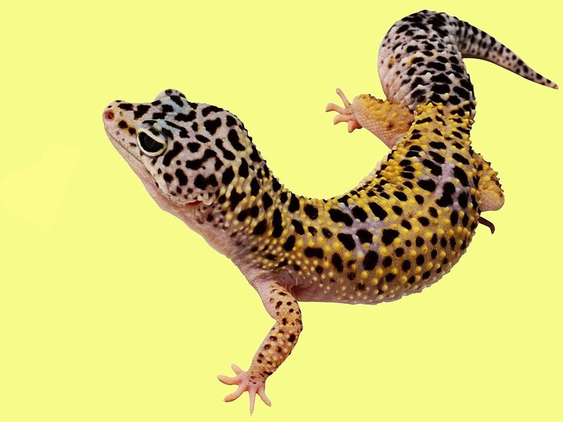 Leopard Gecko