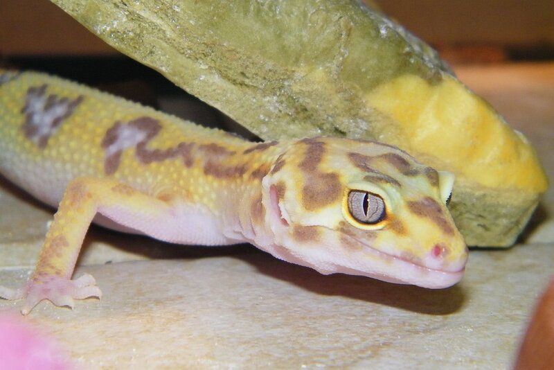 Leopard gecko under rock