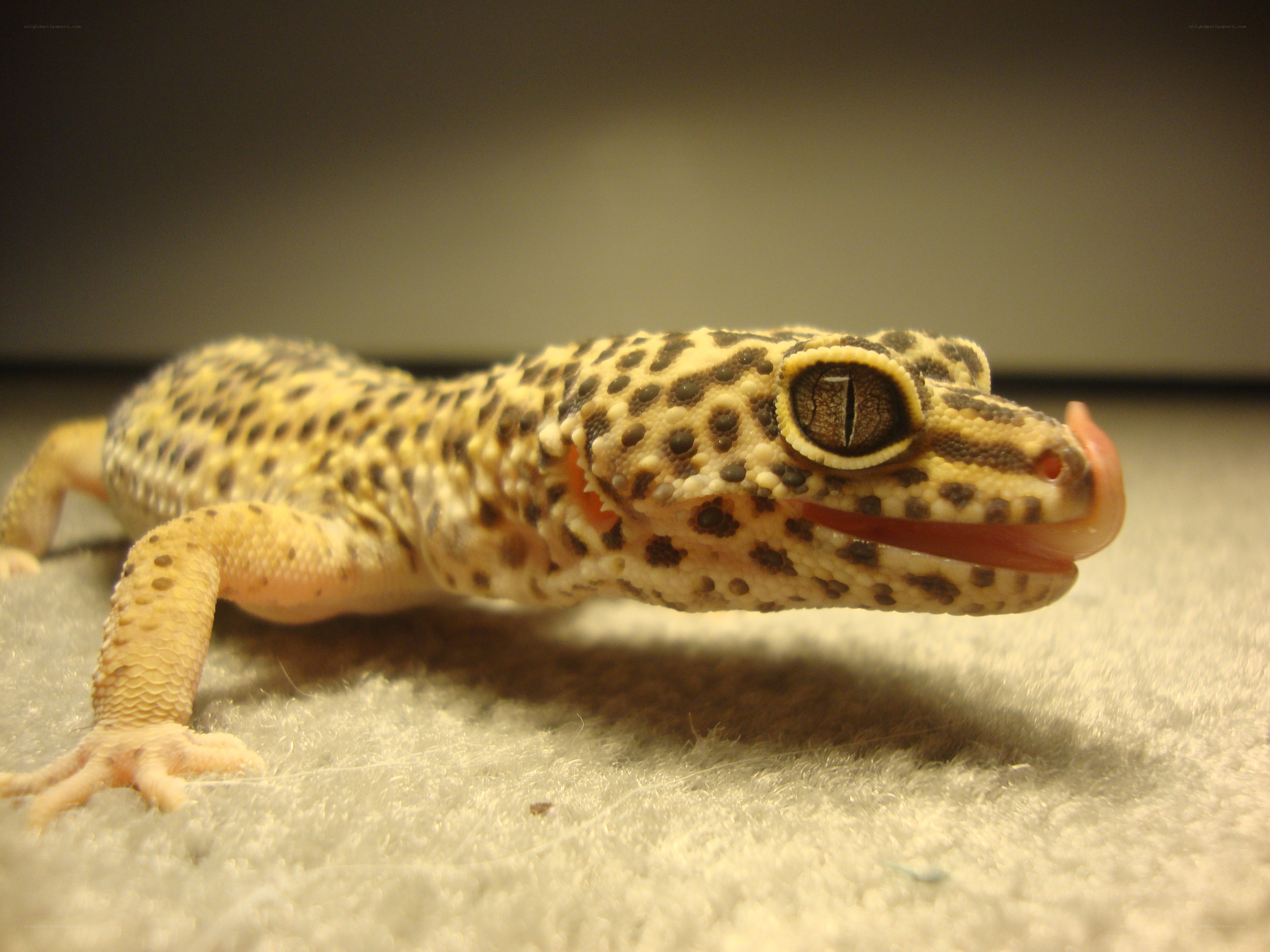 leopard gecko with tongue out