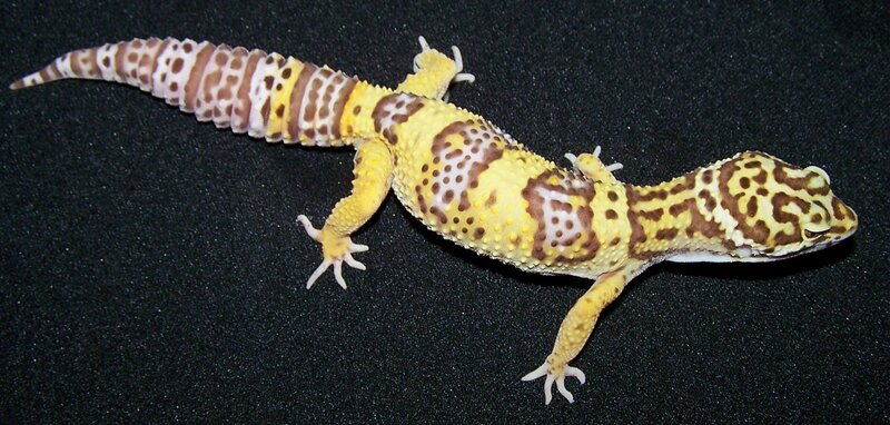 Leopard Gecko — Yellow, Neutral