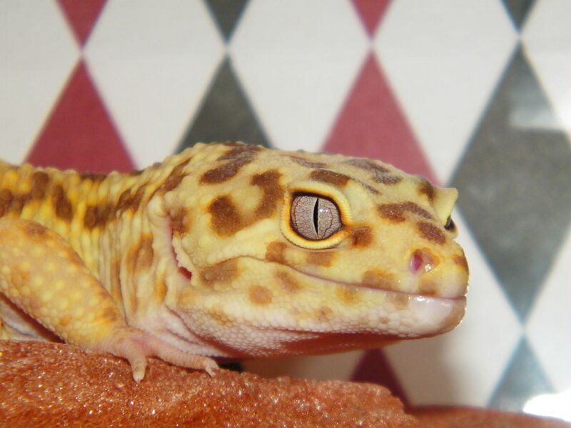 Leopard Gecko — Yellow
