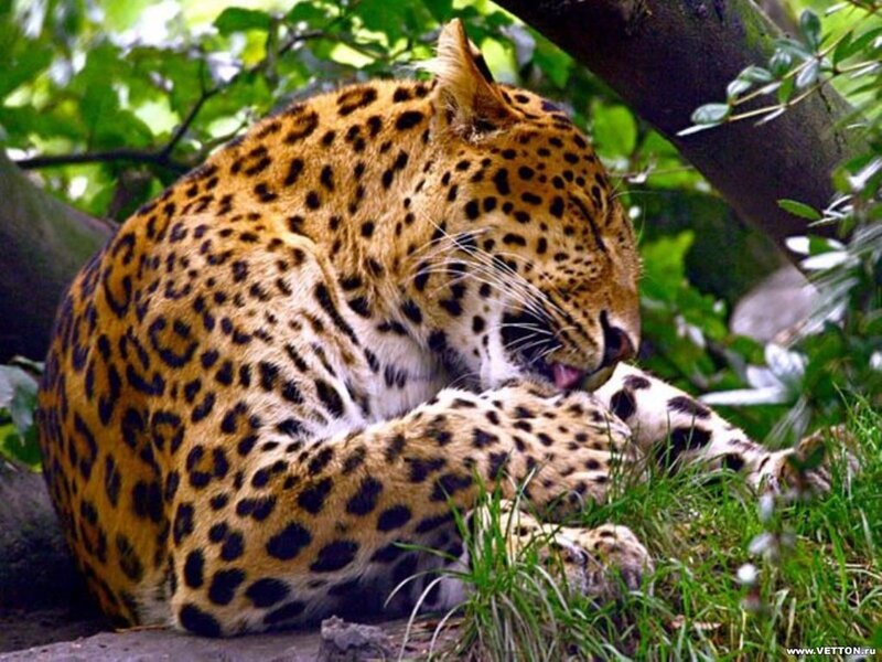 Leopard Grooming Itself — Brown, Calm