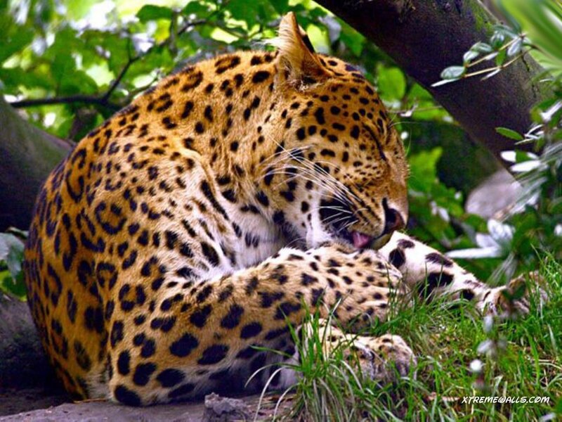 Leopard Grooming Itself