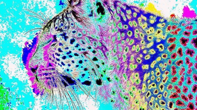 Leopard Head — Blue