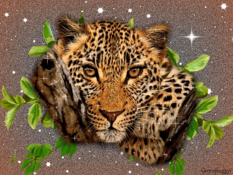 Leopard Head — Brown, Dramatic