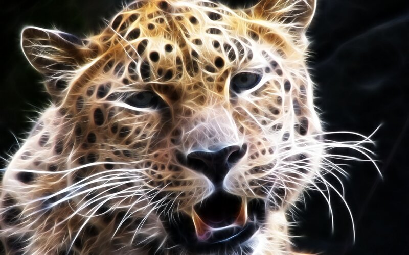 Leopard Head Close-up — Black, Dramatic