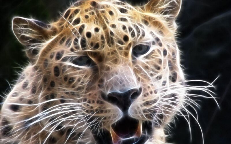 Leopard Head Close-up — Black