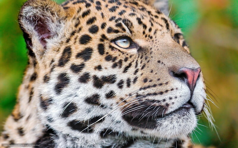 Leopard Head Close-up — Brown