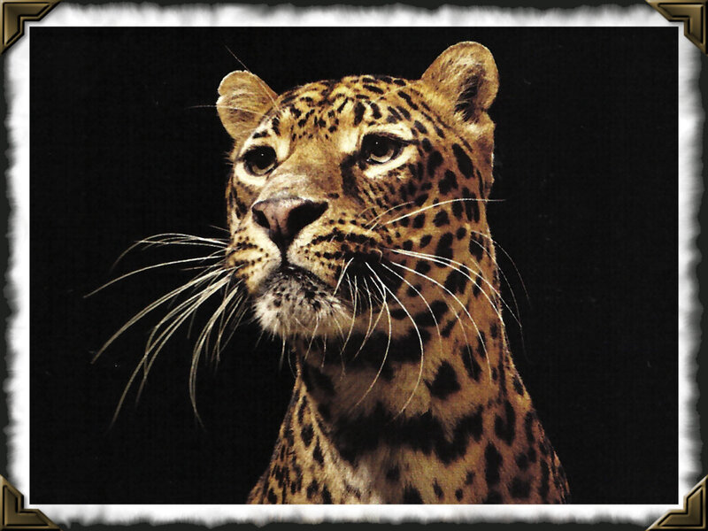 Leopard Head Portrait — Brown