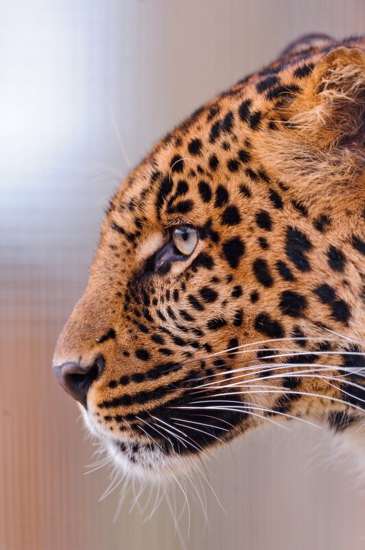 Leopard Head Profile — Brown