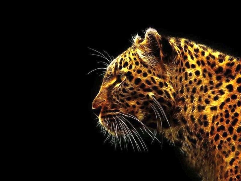 Leopard Head Profile