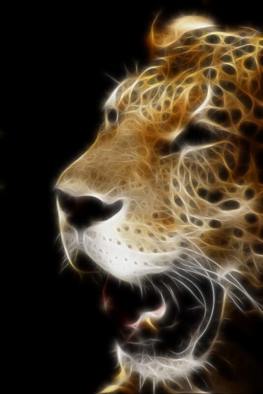 Leopard Head Profile — White, Dramatic