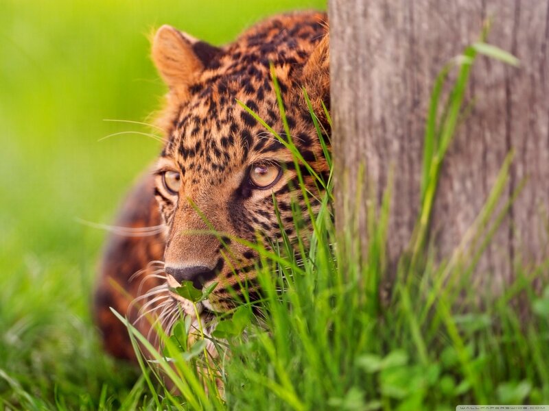 leopard hiding in grass