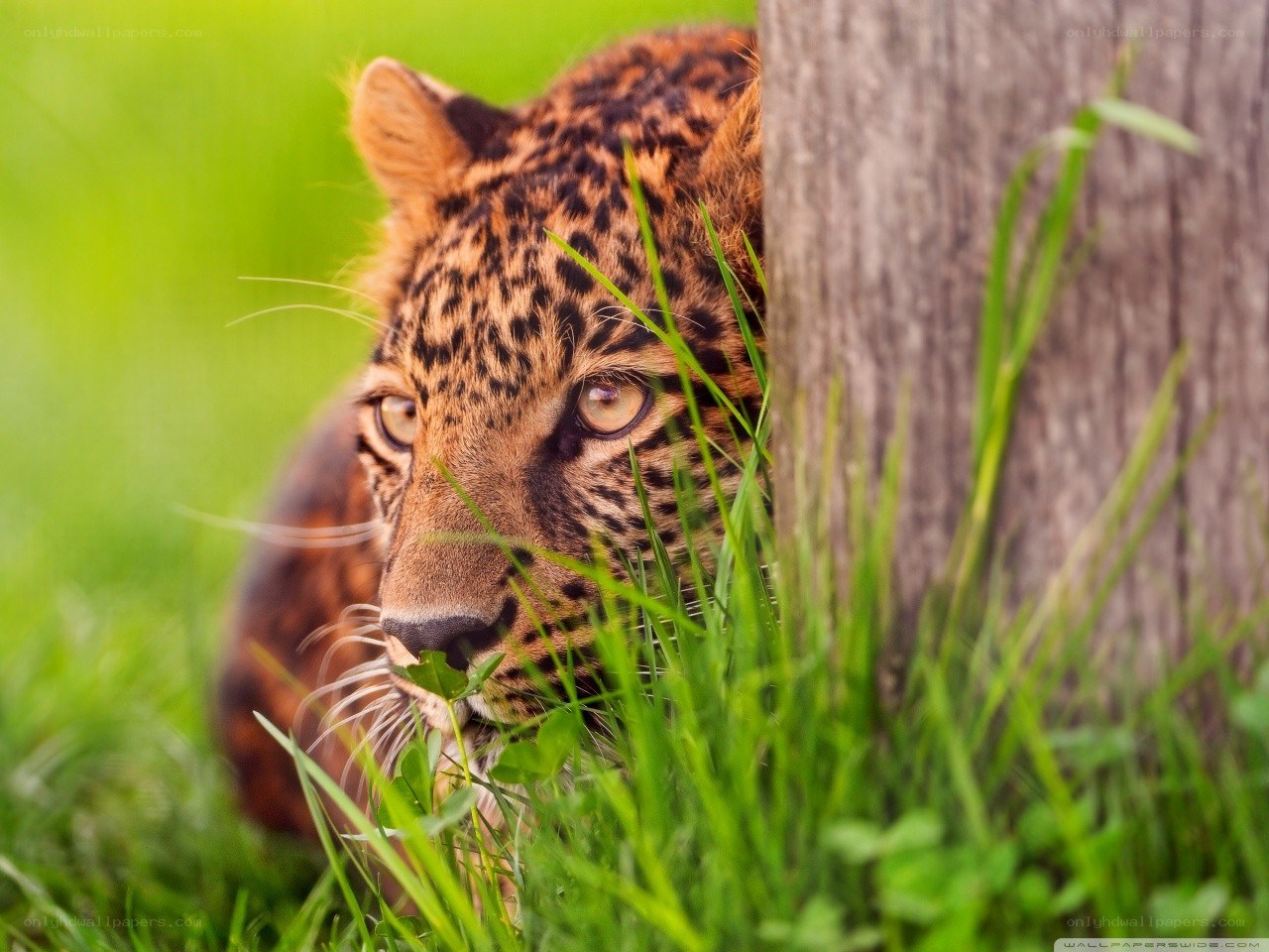 leopard hiding in grass