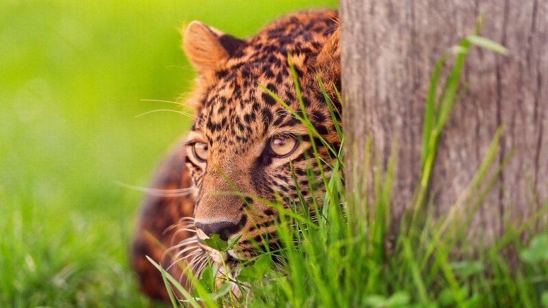 Leopard Hiding in Grass — Green