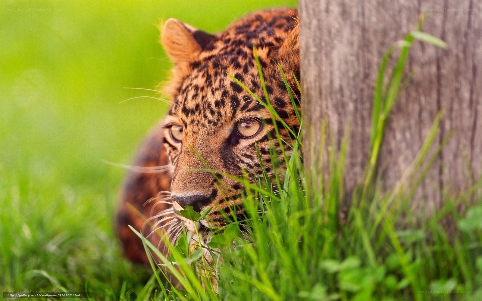 Leopard hiding in grass