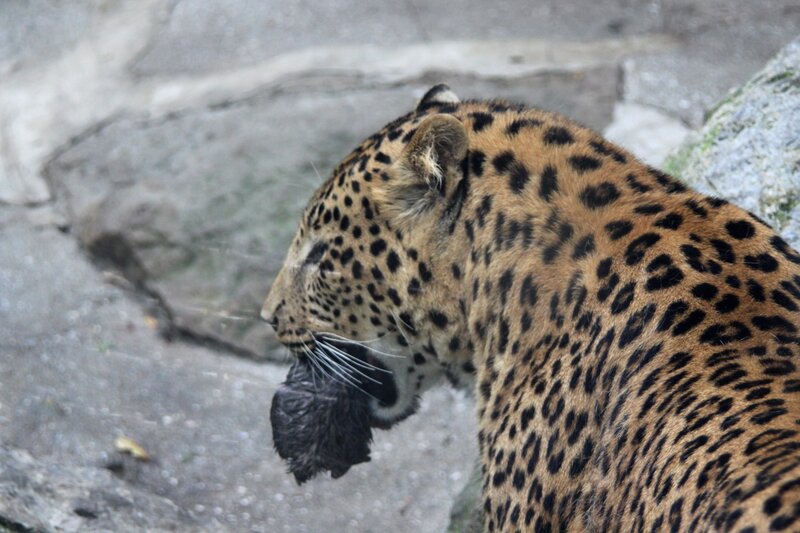 Leopard Holding Prey