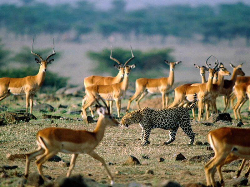 Leopard hunting antelope