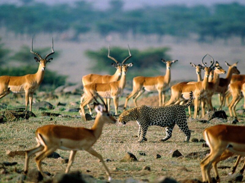 Leopard Hunting Antelope — Brown, Dramatic