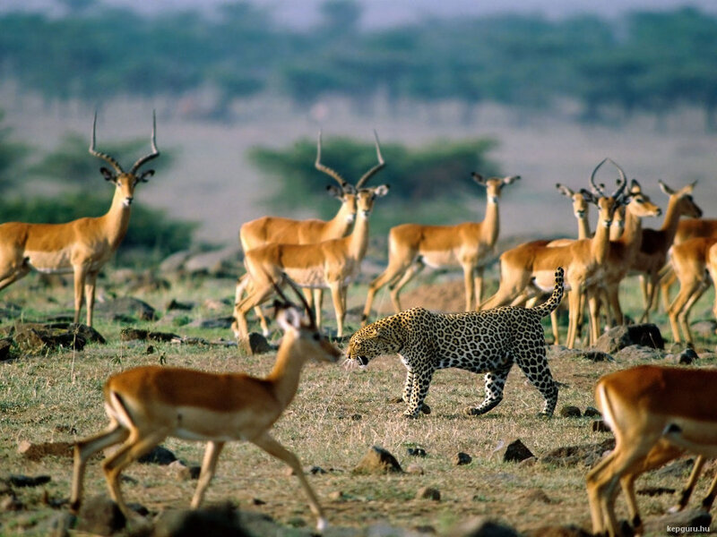Leopard Hunting Antelope — Brown