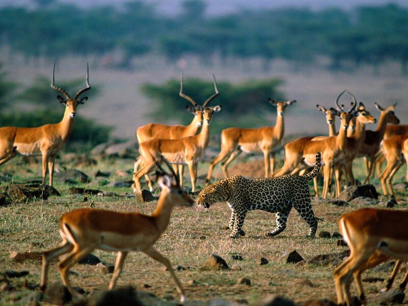 Leopard hunting antelopes