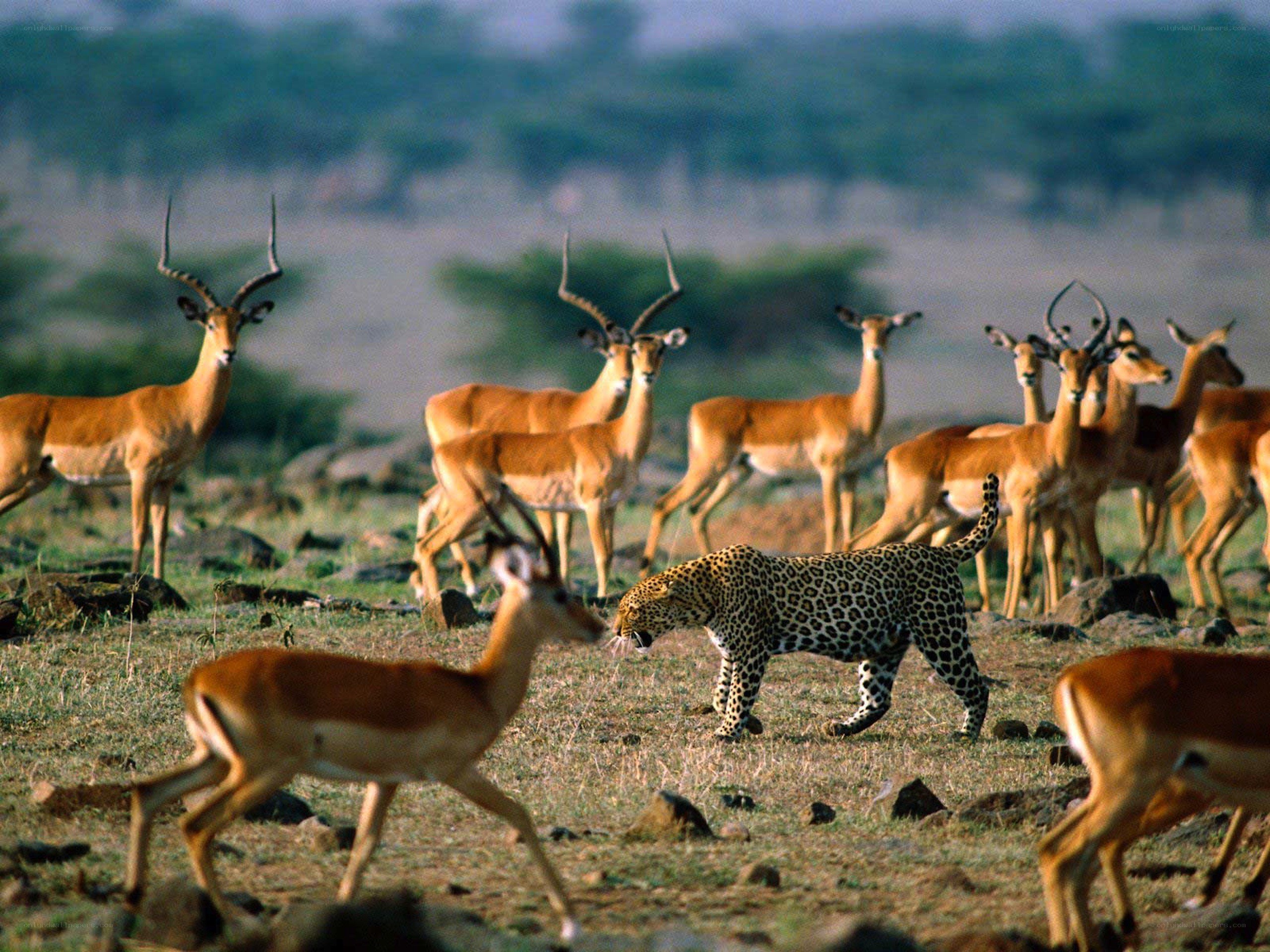 Leopard hunting antelopes