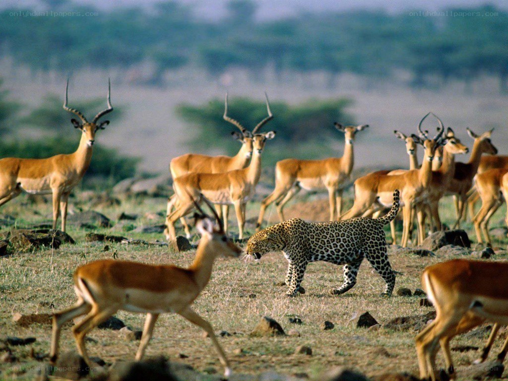 Leopard hunting antelopes