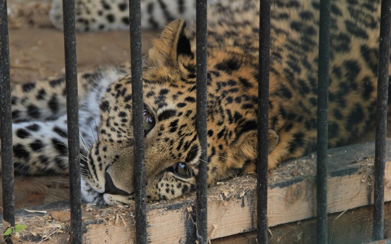 leopard in a cage