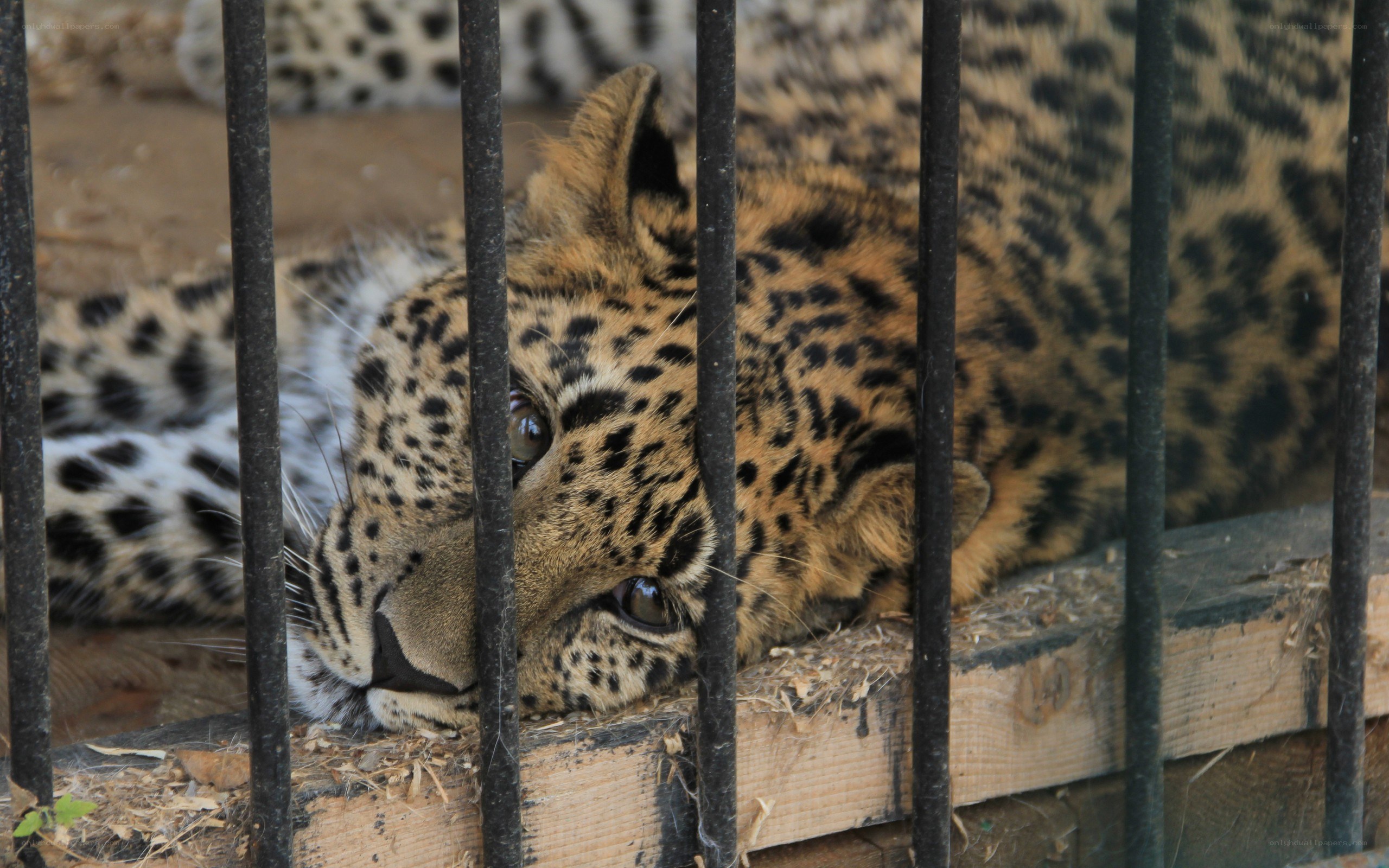 leopard in a cage