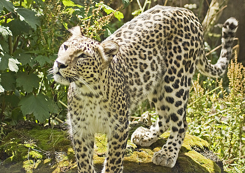 Leopard in a forest