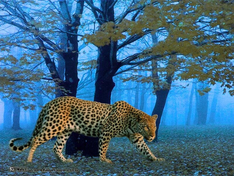 Leopard in a misty forest