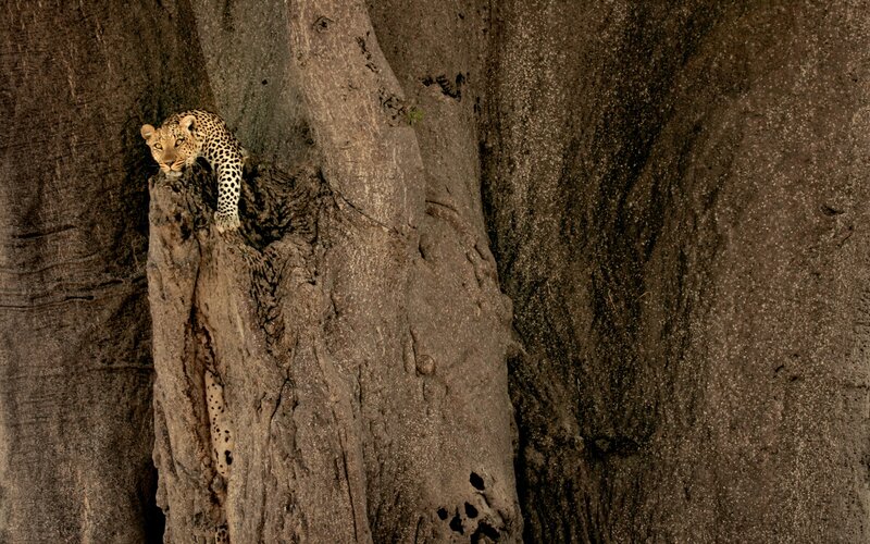 Leopard in a tree