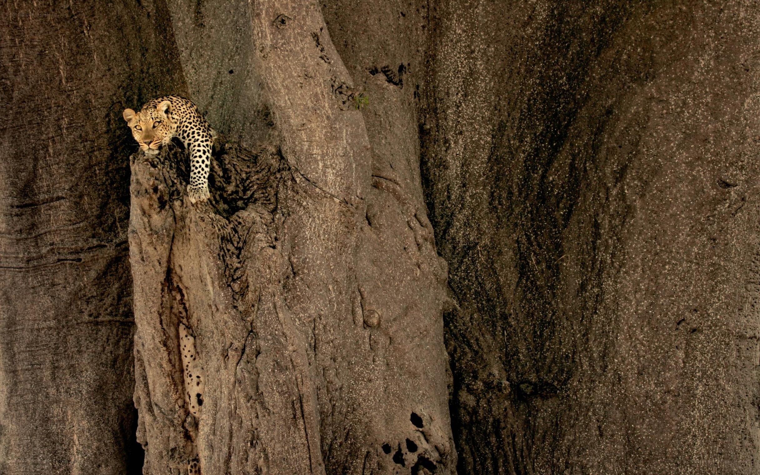 Leopard in a tree