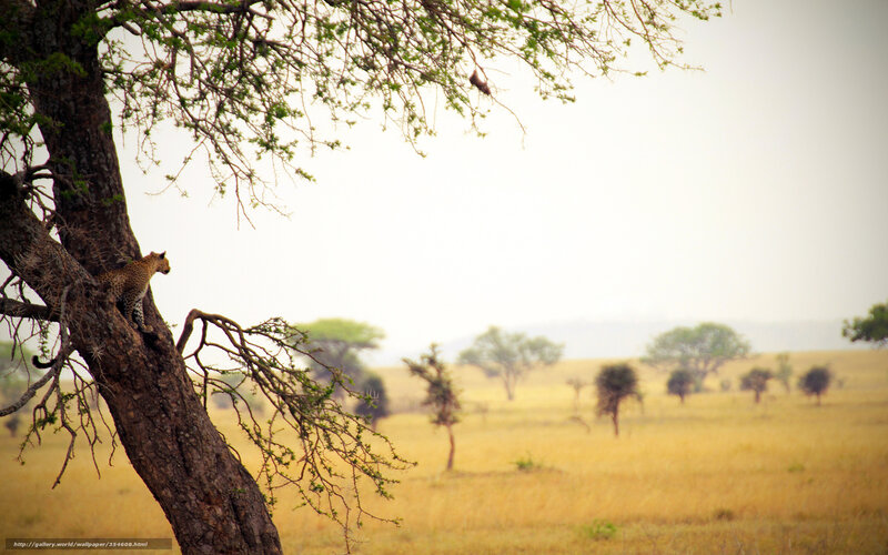 Leopard in a tree