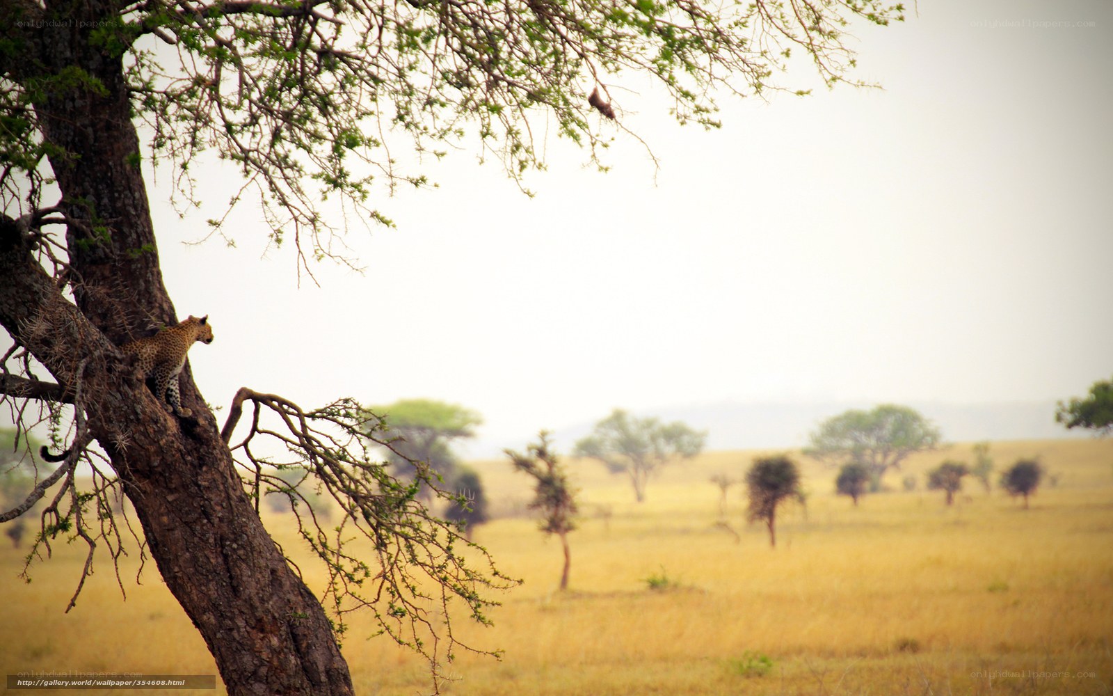 Leopard in a tree