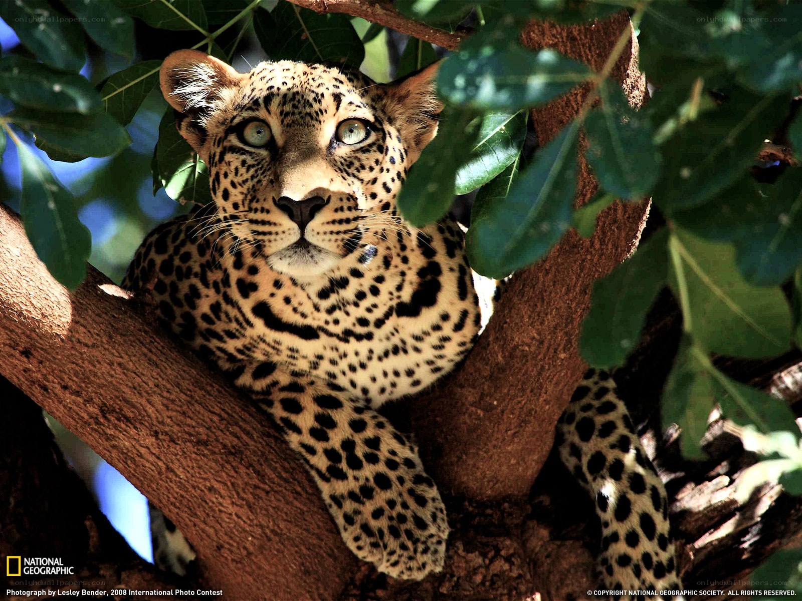 Leopard in a tree
