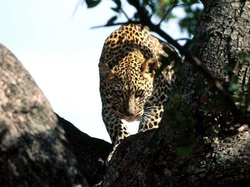 Leopard in a tree