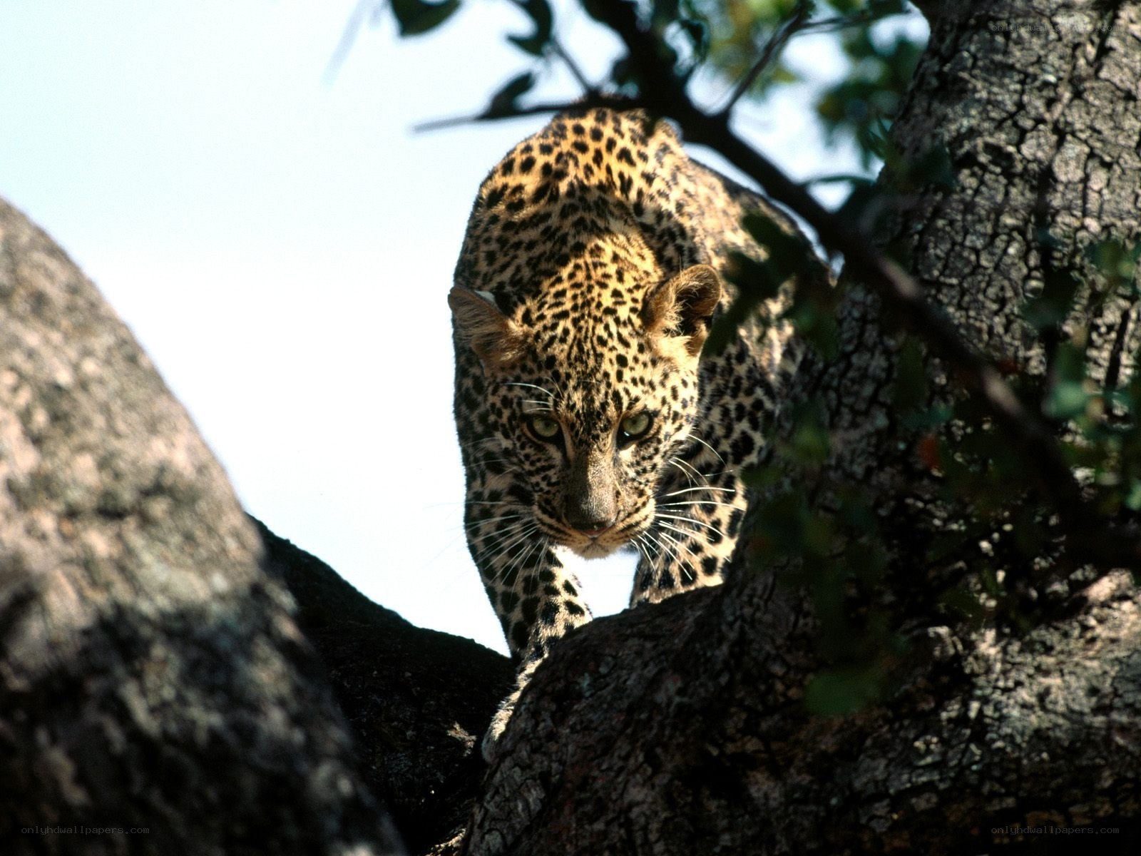 Leopard in a tree