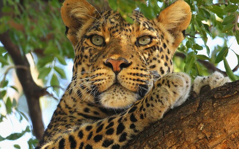 Leopard in a tree
