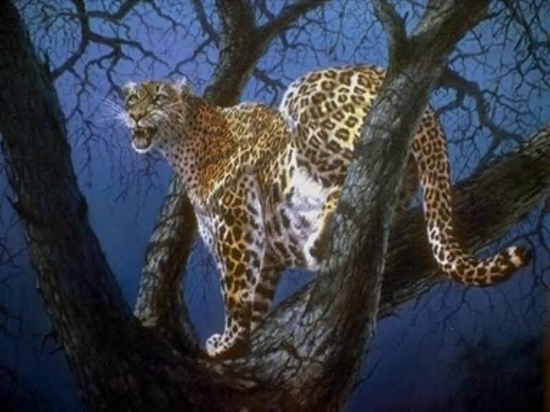 Leopard in a tree at night