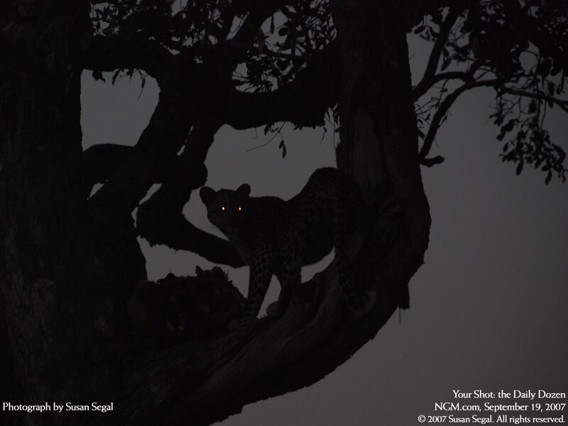 Leopard in a tree at night