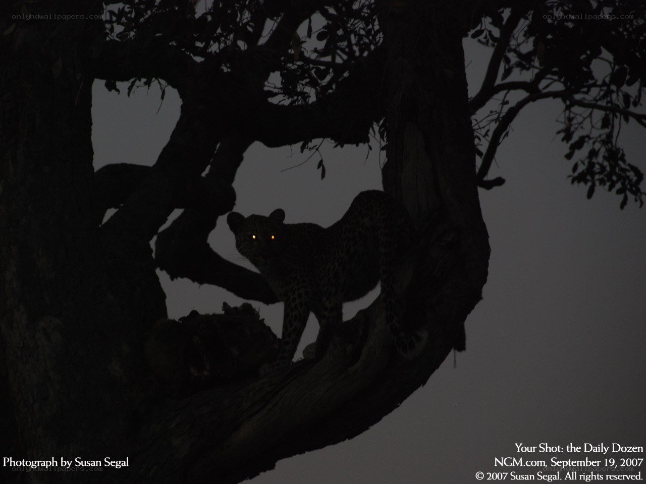 Leopard in a tree at night