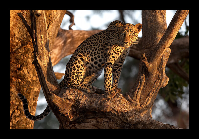 Leopard in a tree at sunset